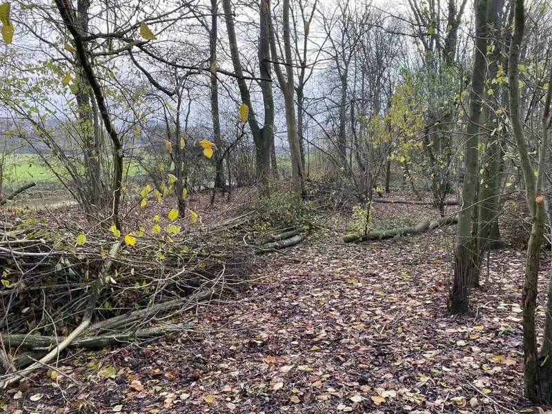 Licht terug in het bos